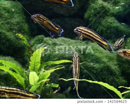 Danios swimming among aquatic plants. Energetic danios darting through vibrant aquatic vegetation scene 142584625