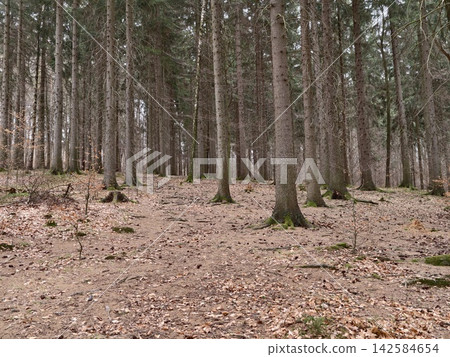 Silent forest setting with upright trees and carpet of orange and yellow leaves for repose Silent forest setting with upright trees and carpet of orange and yellow leaves for repose 142584654