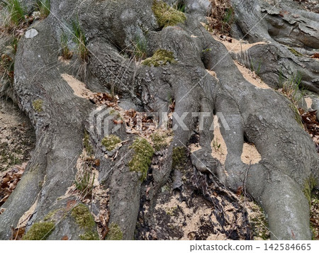 Ancient roots persist. Weathered roots weave through mosscovered forest floor showing endurance Ancient roots persist. Weathered roots weave through mosscovered forest floor showing endurance 142584665