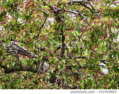 Fruits hanging from vibrant branches. Bountiful harvest scene with colorful foliage and fruit loads Fruits hanging from vibrant branches. Bountiful harvest scene with colorful foliage and fruit loads 142584684