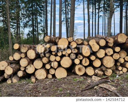 Forest clearing showcasing freshly cut timber. Harvested pine trees arranged neatly in forest setting Forest clearing showcasing freshly cut timber. Harvested pine trees arranged neatly in forest setting 142584712