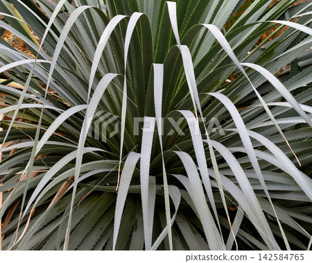 Detailed view of outwardfanning flax leaves with sharp lines and subtle background in morning light Detailed view of outwardfanning flax leaves with sharp lines and subtle background in morning light 142584765
