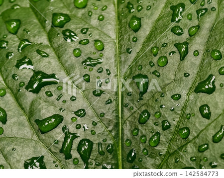 Glistening leaf scene. Morning dew adorns smooth leaf displaying natural green hues and intricate veinwork 142584773