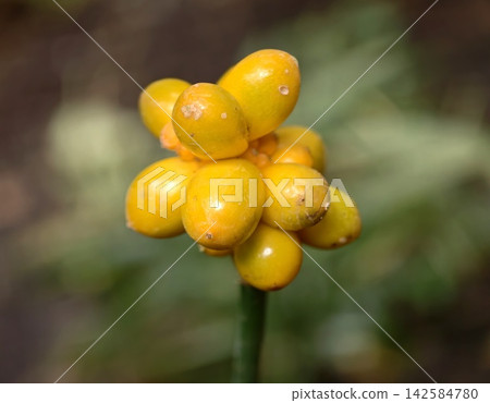 Juicy berry ensemble. Cluster of glossy golden berries. Delicate stalk supports shiny berry group Juicy berry ensemble. Cluster of glossy golden berries. Delicate stalk supports shiny berry group 142584780