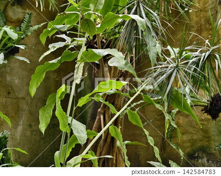 Vivid scene portraying humid tropical setting with layered plants and shadowed forest understory Vivid scene portraying humid tropical setting with layered plants and shadowed forest understory 142584783
