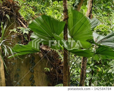 Luxurious tropical forest scene featuring broad palm fronds and mosscovered ground illuminated by sunlight Luxurious tropical forest scene featuring broad palm fronds and mosscovered ground illuminated by sunlight 142584784