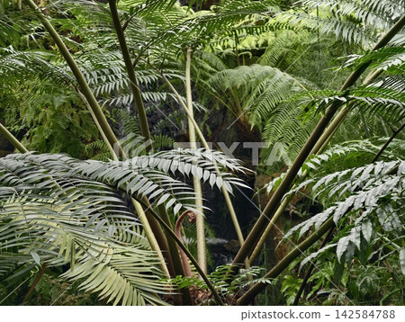 Vibrant forest undergrowth evidence. Thick greenery with towering ferns and dappled sunlight Vibrant forest undergrowth evidence. Thick greenery with towering ferns and dappled sunlight 142584788
