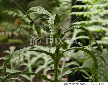 Damp forest environment showcasing curled fern with intricate spotted veins and delicate spore patterns 142584789