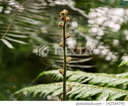 Fresh fiddlehead reveals spiral beauty. Emerging fern curl showcases elegant natural symmetry Fresh fiddlehead reveals spiral beauty. Emerging fern curl showcases elegant natural symmetry 142584795