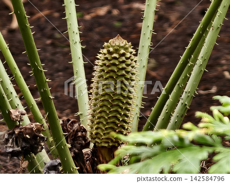 Fossil resemblance of cone protruding from floral pattern displaying primitive botanical characteristics Fossil resemblance of cone protruding from floral pattern displaying primitive botanical characteristics 142584796