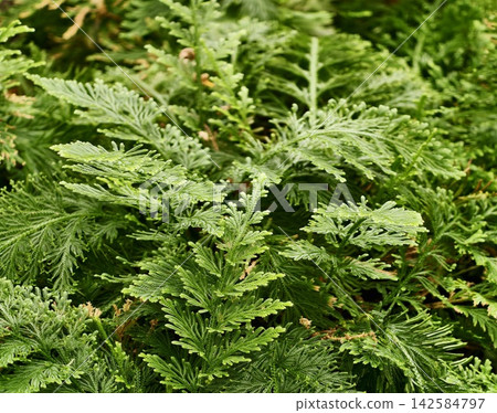 Gentle forest ground coverage. Peaceful woodland setting with vibrant green ferns and soft textured moss 142584797