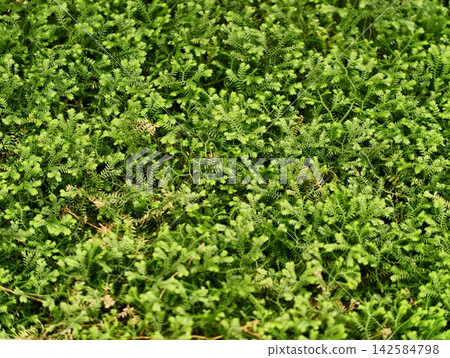 Dense green leaves vividly covering. Intricate design of miniature green leaves forming rich ground cover Dense green leaves vividly covering. Intricate design of miniature green leaves forming rich ground cover 142584798