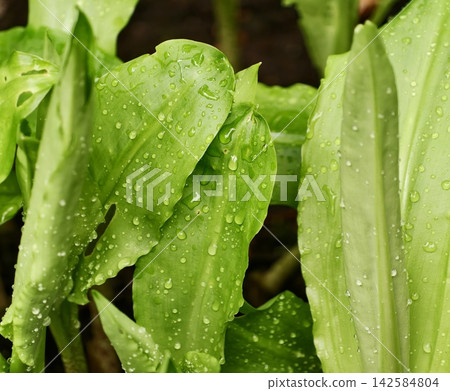 Vibrant rainforest leaves glisten. Closeup of glossy leaves with water droplets and vivid colors Vibrant rainforest leaves glisten. Closeup of glossy leaves with water droplets and vivid colors 142584804