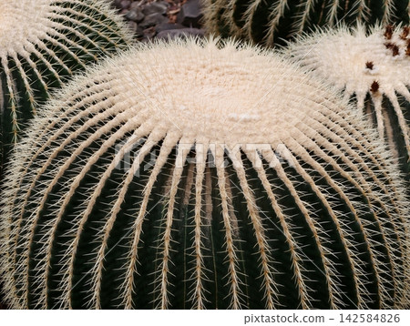 Cactus detailed view. Detailed macro image showcasing cactus spine pattern and shading contrasts 142584826