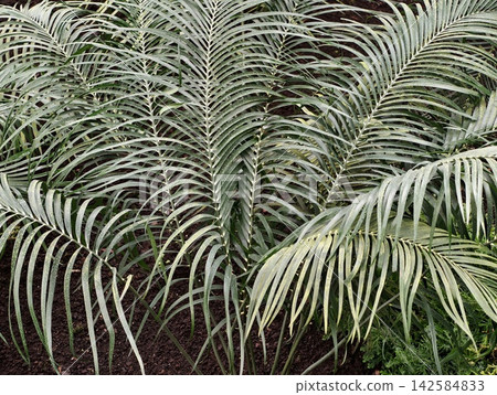 Gentle green plant backdrop. Vibrant green canopy offers tranquil refuge in tropical or indoor gardens Gentle green plant backdrop. Vibrant green canopy offers tranquil refuge in tropical or indoor gardens 142584833
