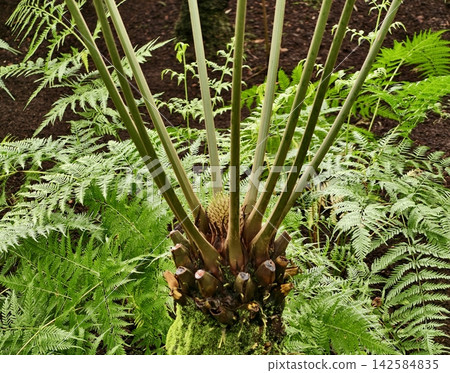 Foliage symmetry growth. Mature tree fern displaying symmetrical frond arrangement in forest setting Foliage symmetry growth. Mature tree fern displaying symmetrical frond arrangement in forest setting 142584835