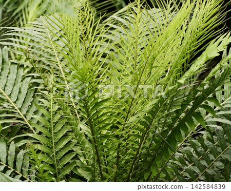 Dense fern foliage with bright green leaflets and subtle diffused lighting creating rhythm and dampness Dense fern foliage with bright green leaflets and subtle diffused lighting creating rhythm and dampness 142584839