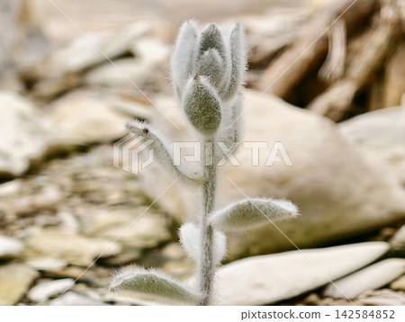 Serene natural texture highlighting slender stem and soft leaves against dry rocky background Serene natural texture highlighting slender stem and soft leaves against dry rocky background 142584852