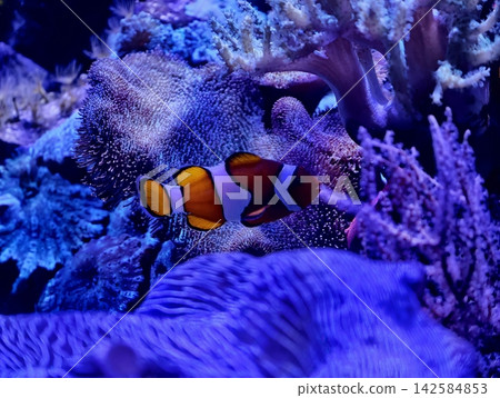 Energetic display of orange clownfish navigating striking purple anemone in illuminated aquarium environment Energetic display of orange clownfish navigating striking purple anemone in illuminated aquarium environment 142584853