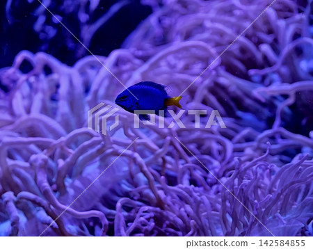 Tranquil ocean scene highlighting blue fish amid delicate tentacles and pastelcolored reefs 142584855