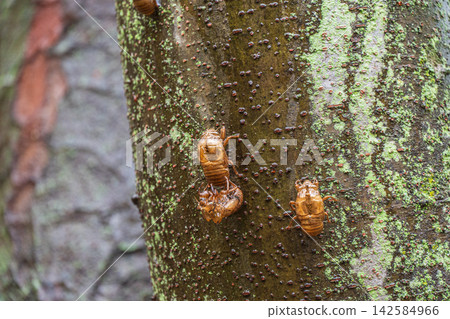 A cicada's exoskeleton clinging to the trunk of a large tree. A cicada's exoskeleton clinging to the trunk of a large tree. 142584966