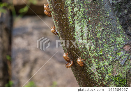 A cicada's exoskeleton clinging to the trunk of a large tree. A cicada's exoskeleton clinging to the trunk of a large tree. 142584967