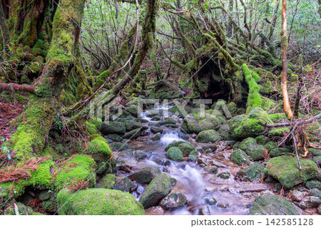 Yakushima Shiratani Unsuikyo Gorge: Moss-covered stream (winter) Yakushima Shiratani Unsuikyo Gorge: Moss-covered stream (winter) 142585128