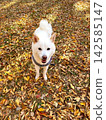 A carpet of autumn leaves and a cute white Shiba Inu ④ 142585147