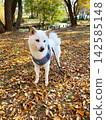 A carpet of autumn leaves and a cute white Shiba Inu (Part 3) 142585148