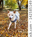 A carpet of autumn leaves and a cute white Shiba Inu (Part 2) 142585149