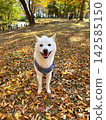 A carpet of autumn leaves and a cute white Shiba Inu ① 142585150