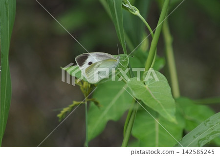 菜粉蝶和攀緣植物的葉子 菜粉蝶和攀緣植物的葉子 142585245