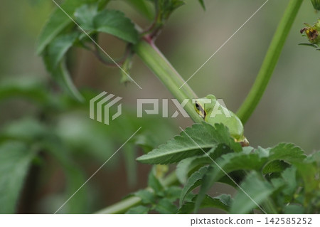 Tree frog 142585252