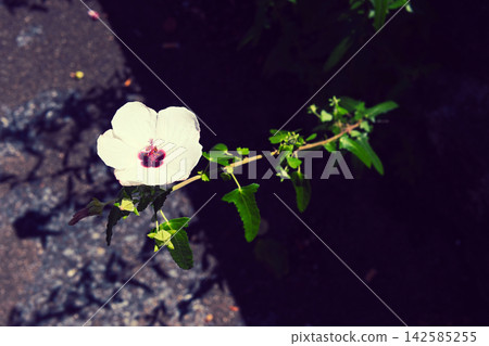 White flowers blooming on the roadside White flowers blooming on the roadside 142585255
