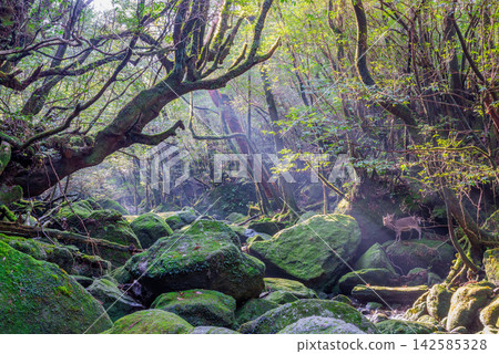 屋久島白谷雲水峽：陽光透過樹木灑滿山谷（冬季） 142585328
