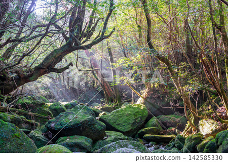 Yakushima Shiratani Unsuikyo Gorge: A valley bathed in sunlight filtering through the trees (winter) Yakushima Shiratani Unsuikyo Gorge: A valley bathed in sunlight filtering through the trees (winter) 142585330
