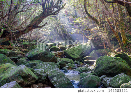 Yakushima Shiratani Unsuikyo Gorge: A valley bathed in sunlight filtering through the trees (winter) Yakushima Shiratani Unsuikyo Gorge: A valley bathed in sunlight filtering through the trees (winter) 142585331