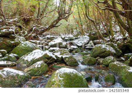 Yakushima Shiratani Unsuikyo Gorge: A Gorge of Extreme Cold (Winter) Yakushima Shiratani Unsuikyo Gorge: A Gorge of Extreme Cold (Winter) 142585349