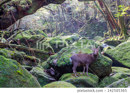 Yakushima Shiratani Unsuikyo Gorge: A rare Yakushima deer (winter) Yakushima Shiratani Unsuikyo Gorge: A rare Yakushima deer (winter) 142585365