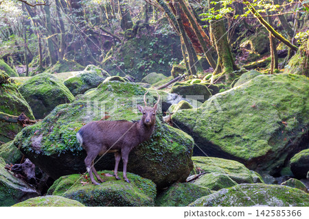 Yakushima Shiratani Unsuikyo Gorge: A rare Yakushima deer (winter) Yakushima Shiratani Unsuikyo Gorge: A rare Yakushima deer (winter) 142585366