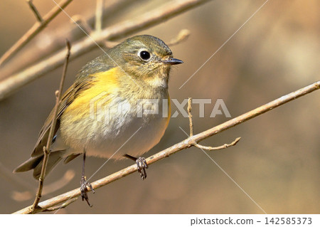 Ruribitaki(女) Ruribitaki(女) 142585373