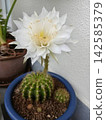 White cactus flower 142585379