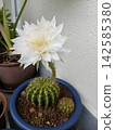 White cactus flower 142585380