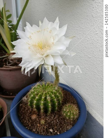 White cactus flower White cactus flower 142585380