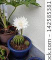 White cactus flower 142585381