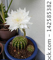 White cactus flower 142585382