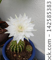 White cactus flower 142585383