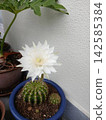 White cactus flower 142585384