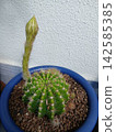 White cactus flower 142585385