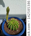 White cactus flower 142585386